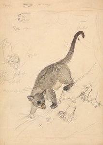 Kinkaju by James Sowerby