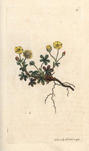 Büyük çiçekli potentilla, Potentilla grandiflora (Spring beşparmakotu, Potentilla verna) (beşparmakotu) James Sowerby'nin James Smith's English Botany, Londra'dan yaptığı bir illüstrasyondan sonra elle boyanmış bakır levha gravürü by James Sowerby
