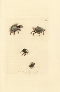 Hemerobius'un (bağcıklı) larvası likenle kaplı, akar, Acarus amictus ve küçük sepet akarı, Acarus corbicula. The British Miscellany'den James Sowerby'nin el boyaması bakır levha gravürü veya yeni, nadir veya az bilinen anilerin renkli figürleri by James Sowerby