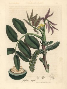 Ortak ceviz ağacının yaprakları, sarı çiçeği ve yemişi, Juglans regia by James Sowerby