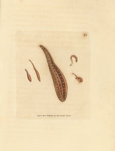 Sülük, Hirudo sirkülasyonları. The British Miscellany'den James Sowerby tarafından elle boyanmış bakır levha gravürü veya yeni, nadir veya az bilinen hayvan konularının renkli figürleri. by James Sowerby