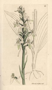 Küçük kelebek orkide, Platanthera bifolia (Orchis bifolia). James Smith's English Botany, Londra'dan James Sowerby tarafından yapılan bir illüstrasyondan sonra elle boyanmış bakır levha gravürü by James Sowerby