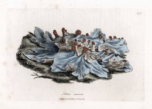 Liken variete - Kül renkli öğütülmüş ciğerotu, Lichen caninus. William Woodville'den James Sowerby ve Sir William Jackson Hooker'ın "" Medical Botany"," John Bohn, Londra'dan yaptığı bir botanik illüstrasyondan elle boyanmış by James Sowerby