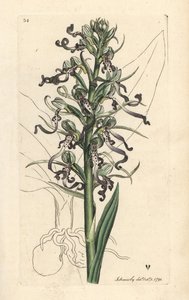 Kertenkele orkidesi, Himantoglossum hircinum (Kertenkele satyrion veya ochis, Satyrium hircinum). James Smith's English Botany, Londra'dan James Sowerby tarafından yapılan bir illüstrasyondan sonra elle boyanmış bakır levha gravürü by James Sowerby