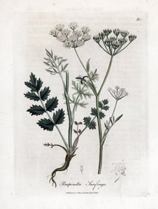 Yer saksafon - Burnet saksafon, Pimpinella saxifraga. William Woodville'den James Sowerby ve Sir William Jackson Hooker'ın "" Medical Botany"," John Bohn, Londra'dan yaptığı bir botanik illüstrasyondan elle boyanmış bakır le by James Sowerby