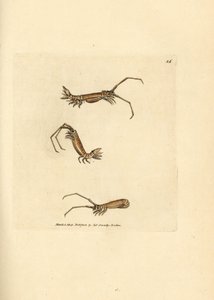 Uzun boynuzlu izopod, Astacilla longicornis (Oniscus longicornis). The British Miscellany'den James Sowerby tarafından elle boyanmış bakır levha gravürü veya yeni, nadir veya az bilinen hayvan konularının renkli figürleri. by James Sowerby