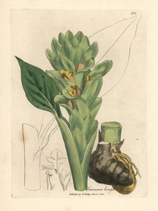 Uzun köklü zerdeçal, Curcuma longa by James Sowerby