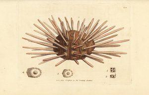 Uzun omurga kayrak kalem deniz kestanesi, Cidaris cidaris (Echinus cidaris). The British Miscellany'den James Sowerby tarafından elle boyanmış bakır levha gravürü veya yeni, nadir veya az bilinen hayvan konularının renkli figürleri. by James Sowerby
