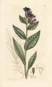 Lungwort, Pulmonaria officinalis (pulmoner) James Smith's English Botany, Londra'dan James Sowerby tarafından yapılan bir illüstrasyondan sonra elle boyanmış bakır levha gravürü by James Sowerby