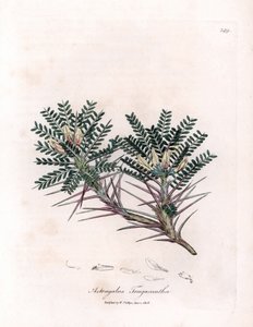 Marsilya Astragalus veya anne yastığı - Keçi dikenli süt fiğ, Astragalus tragacantha. William Woodville'den James Sowerby ve Sir William Jackson Hooker'ın "" Medical Botany"," John adlı eserinden bir botanik illüstrasyondan elde by James Sowerby