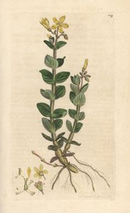Marsh St. John's wort, Hypericum elodes (St. John's Wort) James Smith's English Botany, Londra'dan James Sowerby tarafından yapılmış bir illüstrasyondan sonra elle boyanmış bakır levha gravürü by James Sowerby