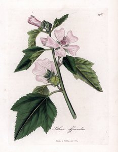 Hatmi officinale veya vahşi veya beyaz mor hatmi, Althaea officinalis. William Woodville'den James Sowerby ve Sir William Jackson Hooker'ın "" Medical Botany"," John Bohn, Londo'dan yaptığı bir botanik illüstrasyondan elde b by James Sowerby