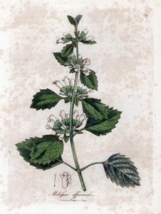 Melisse officinale veya melisse limon otu - Ortak melisa, Melissa officinalis. William Woodville'den James Sowerby ve Sir William Jackson Hooker'ın "" Medical Botany"," John Bohn, Londra'dan yaptığı bir botanik illüstrasyond by James Sowerby