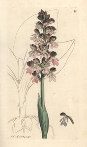 Askeri orkideler, Orchis militaris (Orchis savaşçısı) James Sowerby'nin James Smith's English Botany, Londra'dan yaptığı bir illüstrasyondan sonra elle boyanmış bakır levha gravürü by James Sowerby
