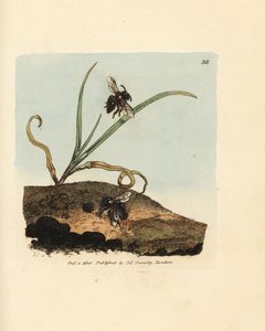 Maden arısı, Andrena nigroaenea (Melitta nigro-aenea). The British Miscellany'den James Sowerby'nin El Boyalı Bakır Levha Gravürü veya Yeni, Nadir veya Az Bilinen Hayvan Konularının Renkli Figürleri. by James Sowerby