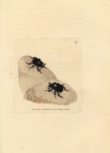 Minotaur böceği, Typhaeus typhoeus (Scarabaeus pumilus). The British Miscellany'den James Sowerby tarafından elle boyanmış bakır levha gravürü veya yeni, nadir veya az bilinen hayvan konularının renkli figürleri. by James Sowerby