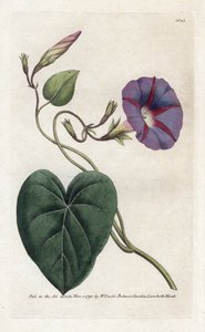 Morning Glory veya Ipomee - William Curtis'in Botanical Magazine'den (1746-1799) James Sowerby (1757-1822) tarafından yazılan Litografi by James Sowerby