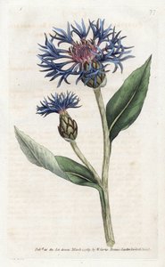 Mountain Centauree veya Perennial Blueberry - William Curtis'in Botanical Magazine'den (1746-1799) James Sowerby (1757-1822) tarafından yapılan Litografi by James Sowerby