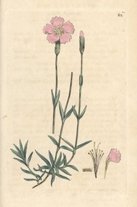 Dağ pembesi, Dianthus caesius. James Smith's English Botany, Londra'dan James Sowerby tarafından yapılan bir illüstrasyondan sonra elle boyanmış bakır levha gravürü by James Sowerby