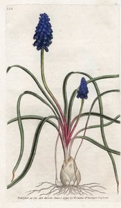 Muscari a demet veya muscari neglige - Lithography by James Sowerby (1757-1822), Botanical Magazine'den William Curtis (1746-1799) by James Sowerby
