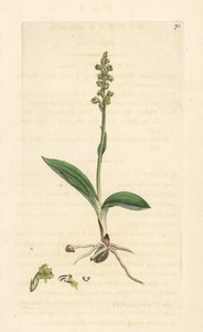 Misk orkidesi, Herminium monorchis (Mis orkidesi, Ophrys monorchis). James Smith's English Botany, Londra'dan James Sowerby tarafından yapılan bir illüstrasyondan sonra elle boyanmış bakır levha gravürü by James Sowerby