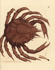 Norveç kral yengeci veya kuzey taş yengeci, Lithodes maja. The British Miscellany'den James Sowerby tarafından elle boyanmış bakır levha gravürü veya yeni, nadir veya az bilinen hayvan konularının renkli figürleri. by James Sowerby