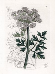 Oenanthe safranee - Hemlock su damlası, Oenanthe crocata. William Woodville'den James Sowerby ve Sir William Jackson Hooker'ın "" Medical Botany"," John Bohn, Londra'dan yaptığı bir botanik illüstrasyondan elle boyanmış bakı by James Sowerby