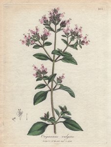 Kekik. Botanique Medicinale'de James Sowerby'nin (1757-1822) bir çiziminden elde boyanmış bakır gravür by James Sowerby