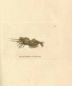 Papağan karidesi, Spirontocaris spinus (Spine destekli karides; Cancer spinus). The British Miscellany'den James Sowerby tarafından elle boyanmış bakır levha gravürü veya yeni, nadir veya az bilinen hayvan konularının renkli figürleri. by James Sowerby