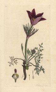 Pasqueflower, Anemone pulsatilla (pulsatille) James Smith's English Botany, Londra'dan James Sowerby tarafından yapılan bir illüstrasyondan sonra elle boyanmış bakır levha gravürü by James Sowerby