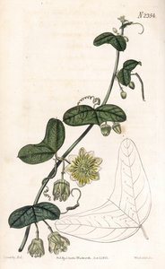 Tutku çiçeği çeşidi - Passiflora biflora (Hilal yapraklı çarkıfelek, Passiflora lunata). Samuel Curtis'in "" Botanical Magazine"," Londra'sından James Sowerby'nin bir illüstrasyonundan sonra Weddell tarafından elle boyanmış  by James Sowerby