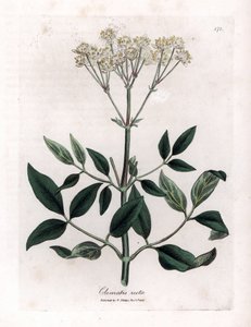 Çok yıllık akasma - Dik bakireler çardak, Clematis recta. William Woodville'den James Sowerby ve Sir William Jackson Hooker'ın “” Medical Botany,” John Bohn, Londra'dan yaptığı bir botanik illüstrasyondan elle boyanmış bakır levha gravürü by James Sowerby