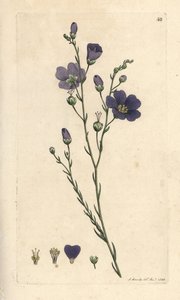 Çok yıllık keten, Linum perenne (linen perace) James Smith's English Botany, Londra'dan James Sowerby tarafından yapılan bir illüstrasyondan sonra elle boyanmış bakır levha gravürü by James Sowerby