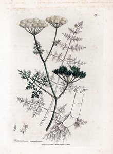 Phellandrium aquatium - İnce yapraklı baldıran otu, Phellandrium aquatium. William Woodville'den James Sowerby ve Sir William Jackson Hooker'ın "" Medical Botany"," John Bohn, Londra'dan yaptığı bir botanik illüstrasyondan e by James Sowerby
