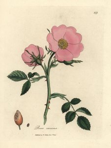 Kuşburnu ile pembe köpek gülü, Rosa canina