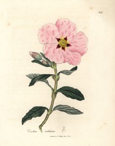 Pembe çiçekli Girit cistus, Cistus creticus by James Sowerby