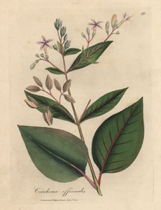 Pembe çiçekli Peru ağaç kabuğu, Cinchona officinalis by James Sowerby