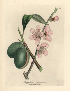 Pembe çiçekli badem ağacı, Amygdalus communis by James Sowerby
