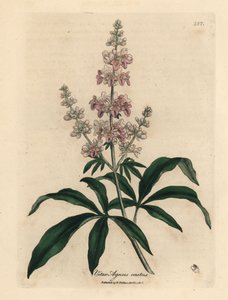 Pembe çiçekli iffetli ağaç, Vitex agnus castus by James Sowerby