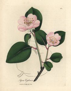 Pembe çiçekli ayva ağacı, Pyrus cydonia by James Sowerby