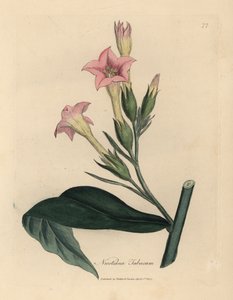 Pembe çiçekli tütün bitkisi, Nicotiana tabacum