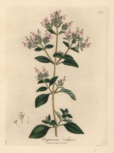 Pembe çiçekli yabani mercanköşk, Origanum vulgare by James Sowerby