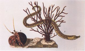 Pipe Fish ve Hermit Crab, İngiltere