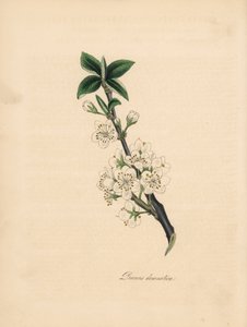 Erik ağacı - Yaygın erik ağacı, Prunus domestica. James Sowerby tarafından William Woodville'in “Medical Botany” adlı kitabından alınan bir çizimden alınmıştır. by James Sowerby