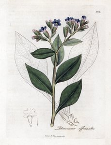 Pulmoner officinale - Lungwort, Pulmonia officinalis. William Woodville'den James Sowerby ve Sir William Jackson Hooker'ın “” Medical Botany,” John Bohn, Londra'dan yaptığı bir botanik illüstrasyondan elle boyanmış bakır levha gravürü by James Sowerby