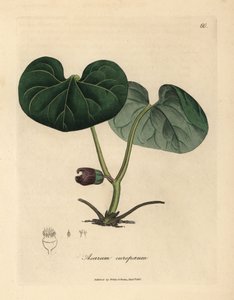 Mor çiçekli asarabacca veya yabani zencefil, Asarum europaeum by James Sowerby