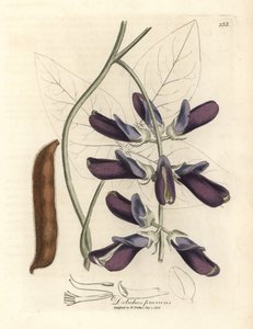 Mor çiçekli dana dolichos, Dolichos pruriens by James Sowerby