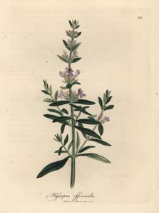 Mor çiçekli çördük, Hyssopus officinalis by James Sowerby