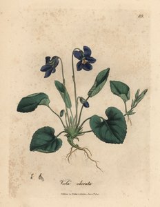 Mor çiçekli tatlı menekşe, Viola odorata by James Sowerby