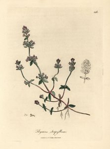 Mor çiçekli yabani kekik, Thymus serpyllum by James Sowerby